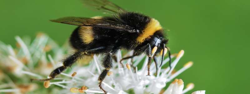 Pest Prevention and Exclusion Services