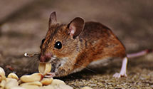 24 Hour & Emergency Exterminators in Mc Cutcheon Field, NC